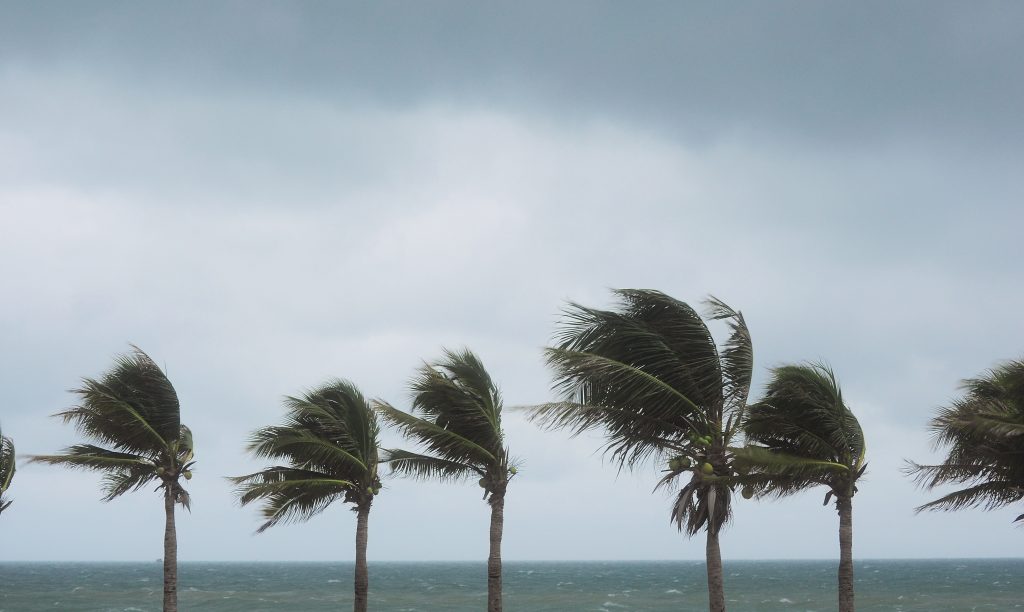 winds blowing palm trees