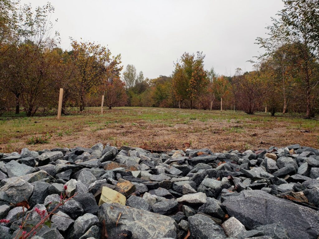 At the end of Andrill Terrace, directly north of downtown Charlotte off of Interstate 77, the county bought out a cul-de-sac in an older neighborhood. It’s one of the county’s oldest buyout and reforestation programs. Photo by Josh Kastrinsky.