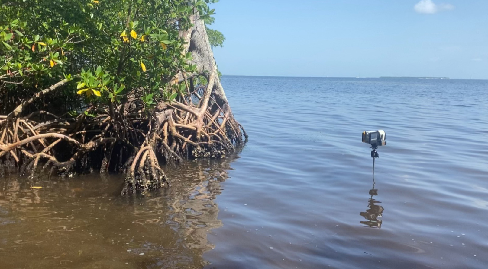 Mangrove tree scanning